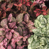 Polka Dot Plant Mix (Hypoestes spp.) - Ladybird Nursery
