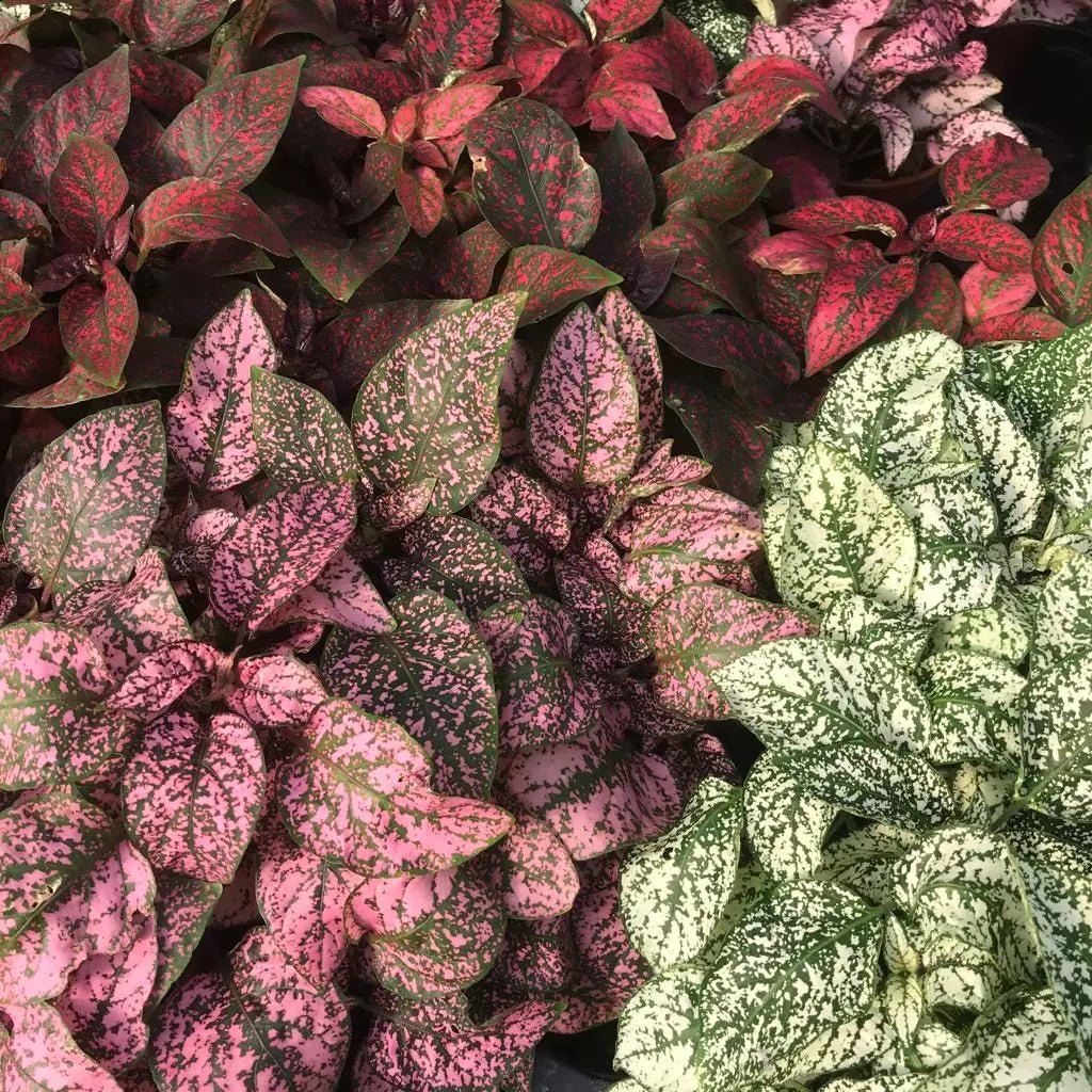 Polka Dot Plant Mix (Hypoestes spp.) - Ladybird Nursery