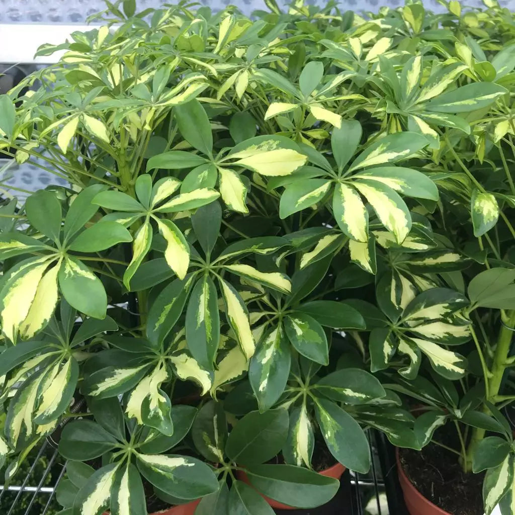 Dwarf Umbrella Tree Madame De Smet (Schefflera arboricola)