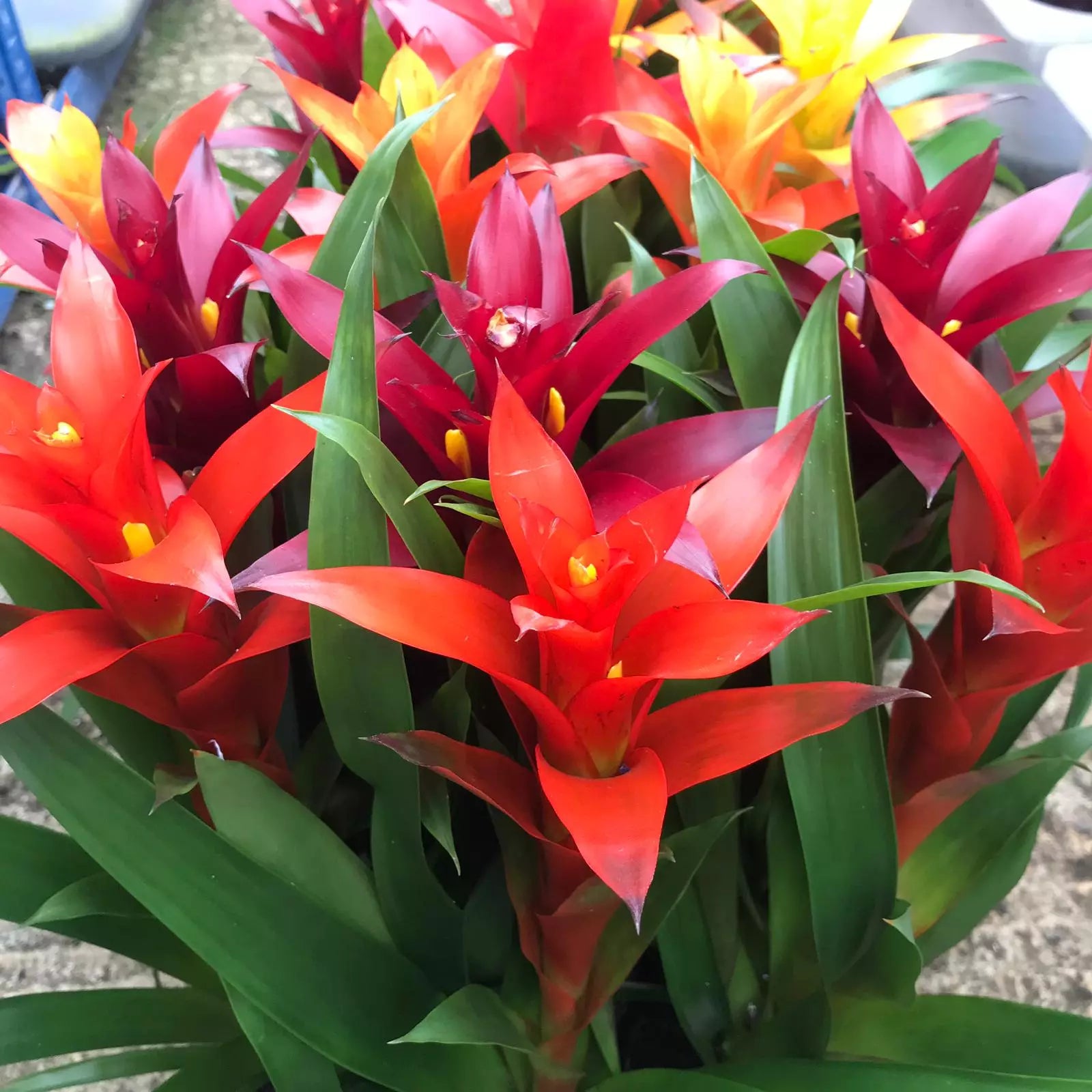 Guzmania spp. Red Bromeliad