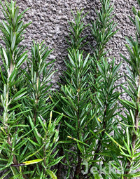 Rosemary Salem (Rosmarinus officinalis)