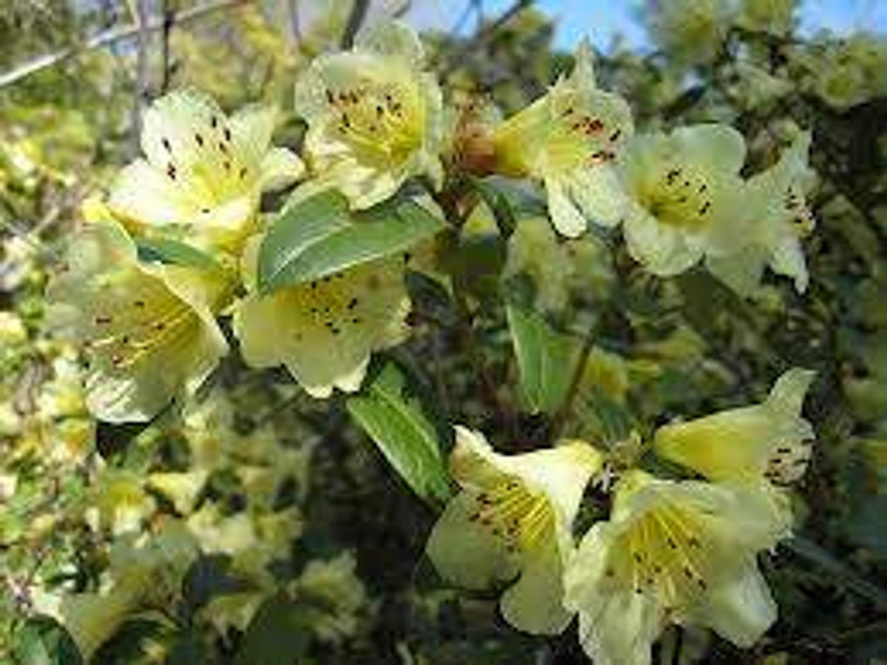 Rhododendron Lemon Mist
