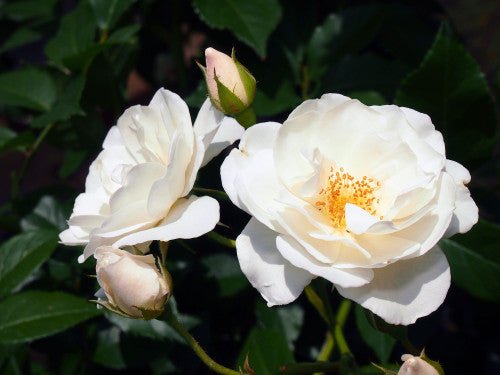 Rose Iceberg Standards (Rosa) - Ladybird Nursery