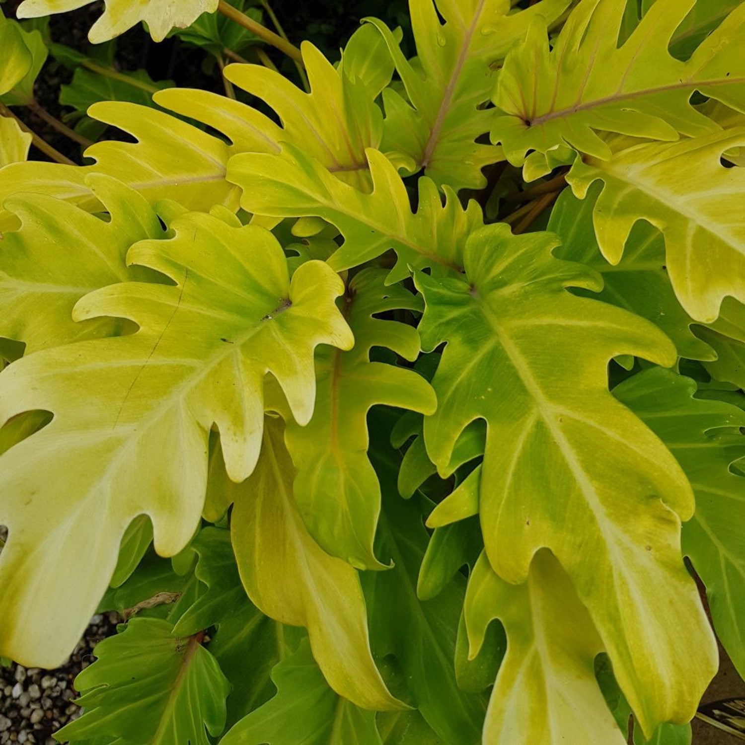 Philodendron Gold Bullion