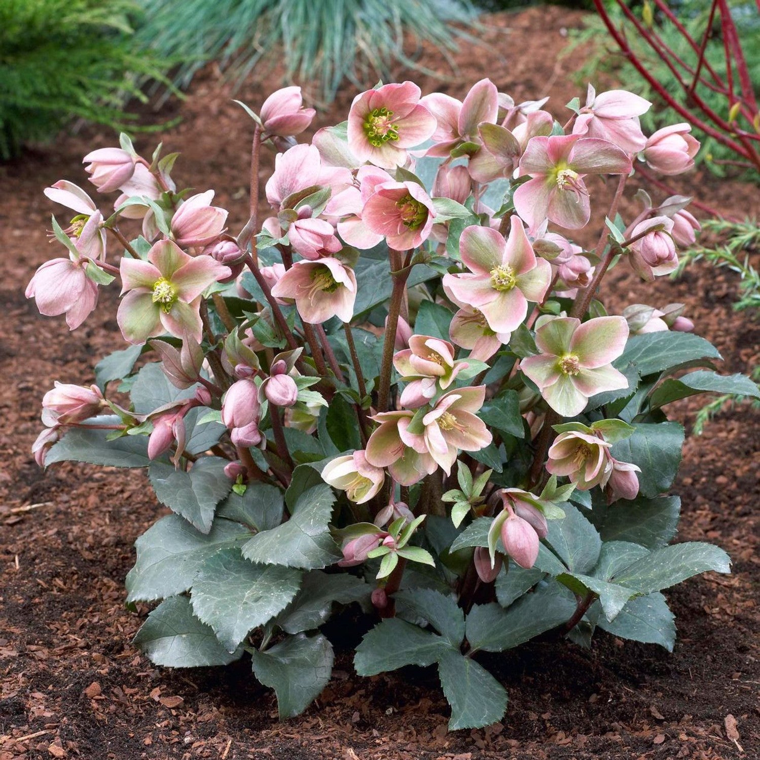 Hellebore Ange lGlow (Helleborus ) - Ladybird Nursery