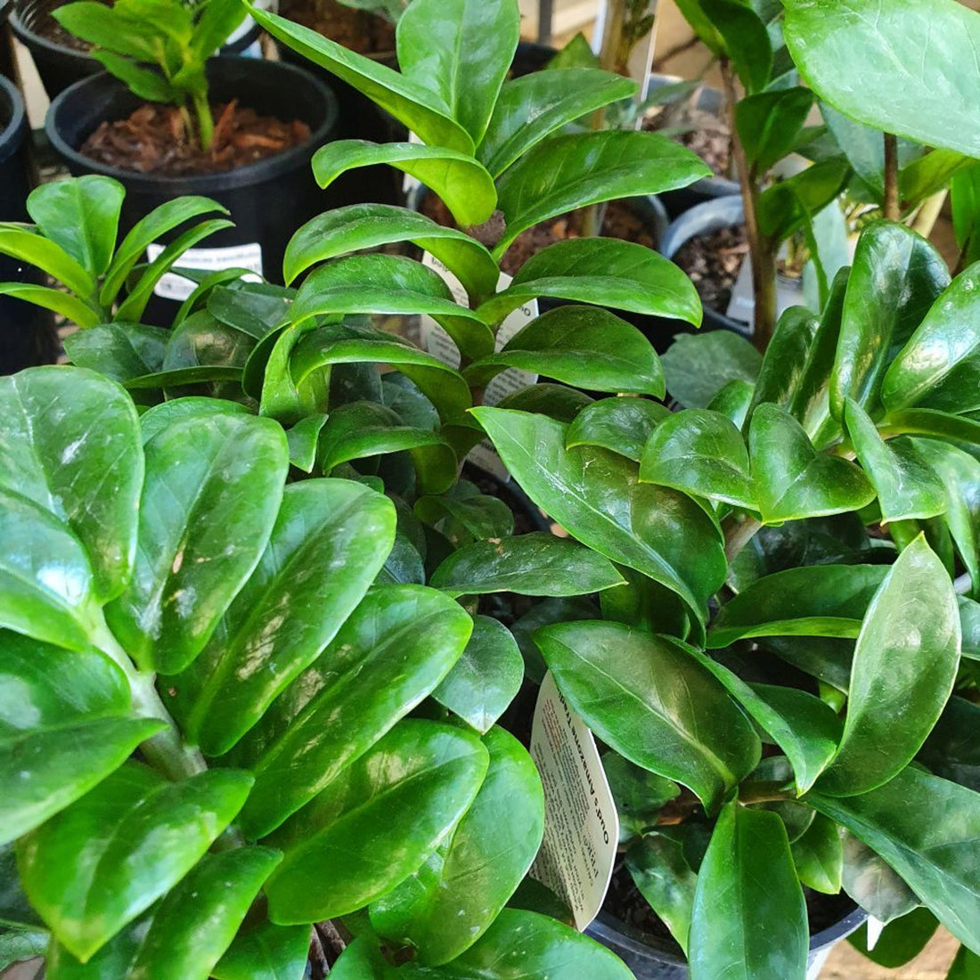 Zanzibar Gem Zenzii Dwarf (Zamioculcas zamiifolia) - Ladybird Nursery