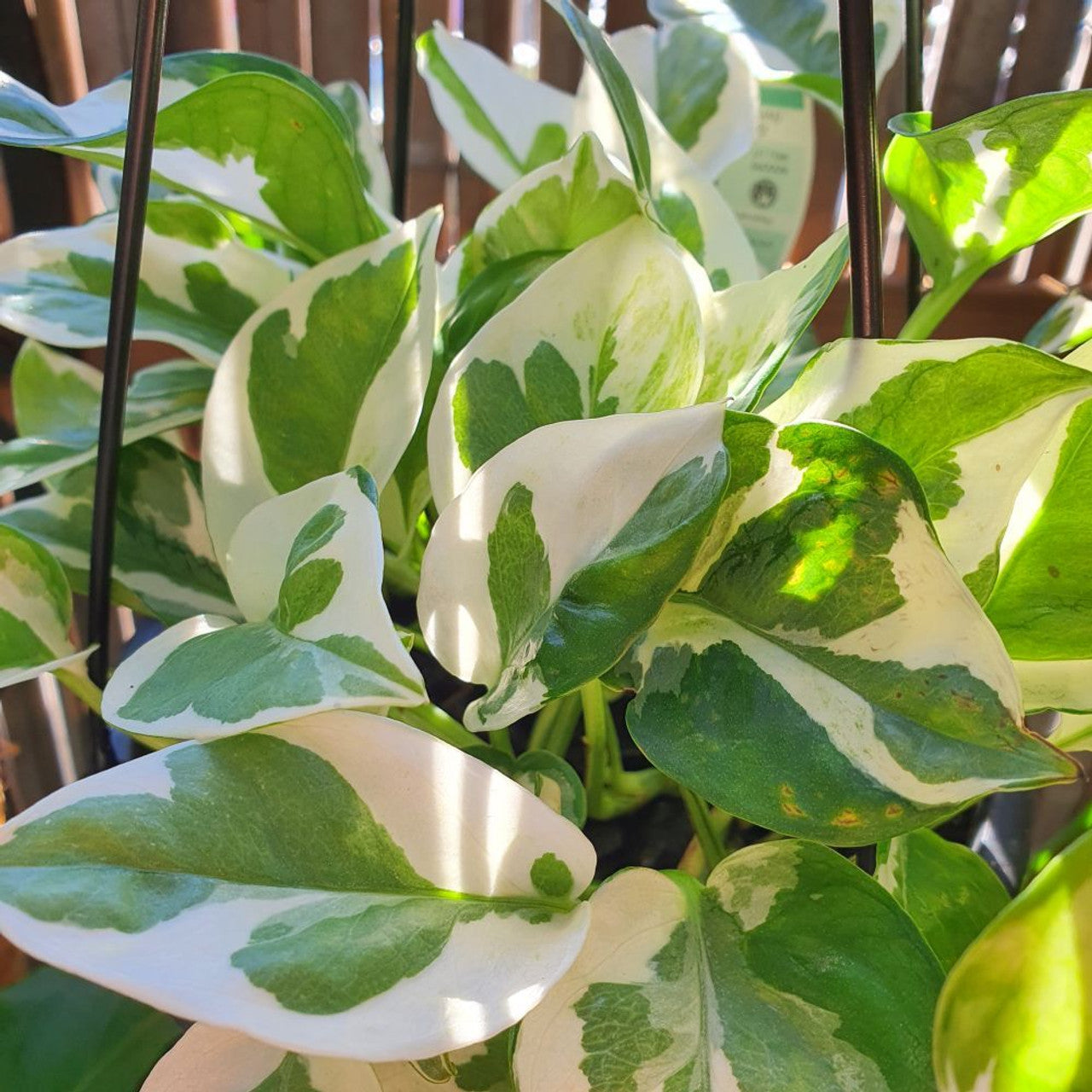 Snow Queen Pothos (Epipremnum aureum)