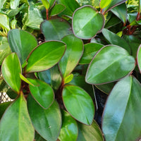Peperomia Red Edge (Peperomia clusiifolia) - Ladybird Nursery