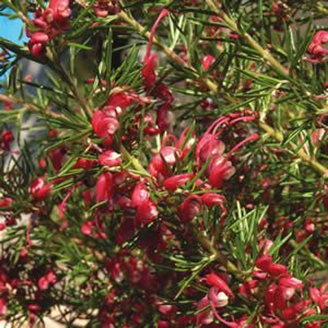 Grevillea Cherry Ripe - Ladybird Nursery