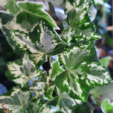 English Ivy Camouflage (Hedera helix)