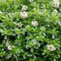 Escallonia Hedge with an Edge White (Escallonia)