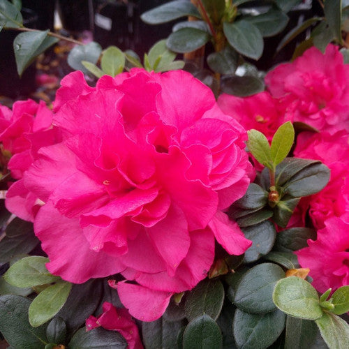 Azalea indica Plumtastic