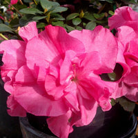 Azalea indica Plumtastic