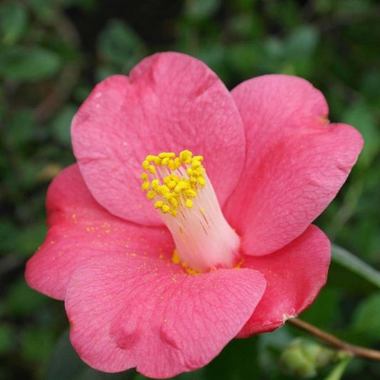 Camellia Unryu Tsubaki (Camellia japonica)