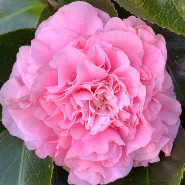 Sasanqua Camellia Lucinda (Camellia sasanqua)