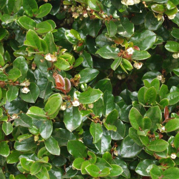 Cape Beech (Royena lucida)