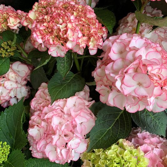 Hydrangea Tea Time™ Pink Sensation Medium Pink