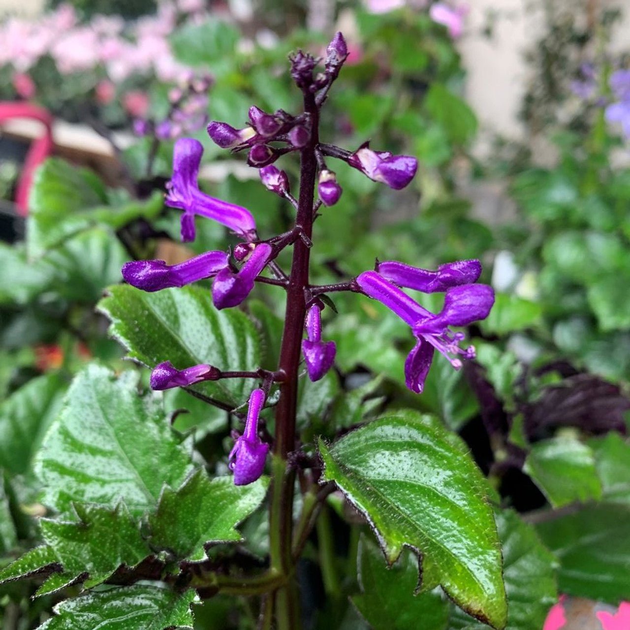 Spur Flower Velvet Diva (Plectranthus saccatus) - Ladybird Nursery