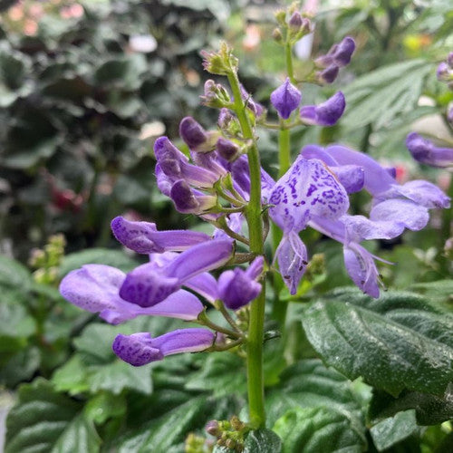 Spur Flower Velvet Diva (Plectranthus saccatus)