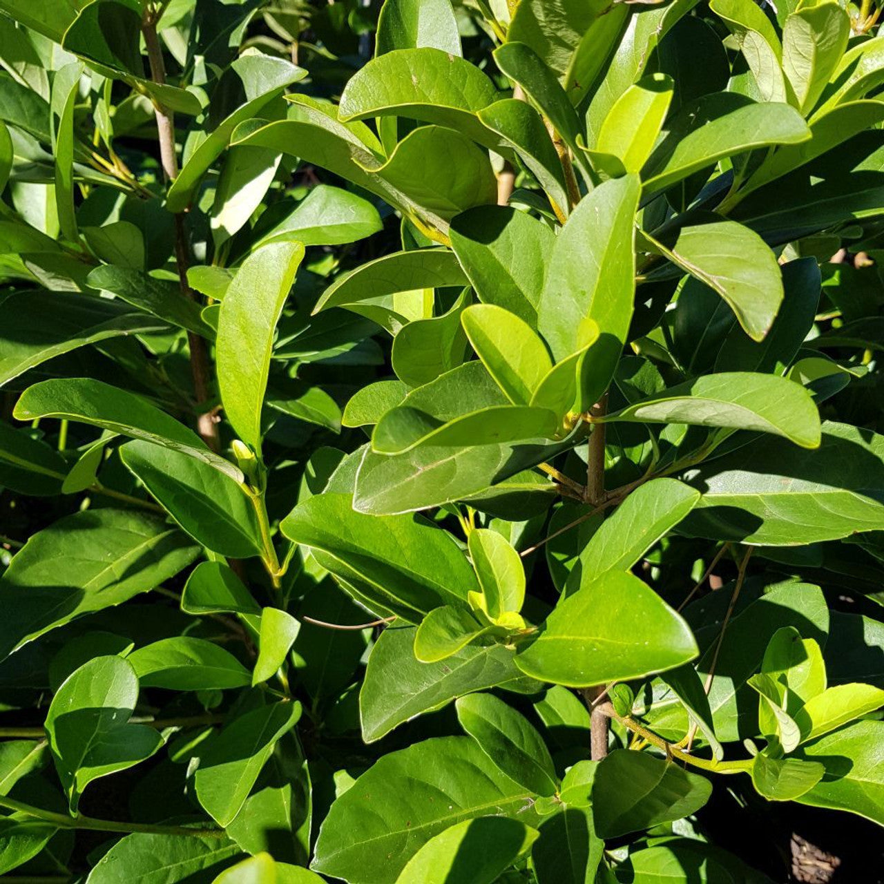 Sweet Viburnum (Viburnum odoratissimum)