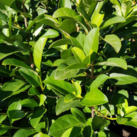 Sweet Viburnum (Viburnum odoratissimum)