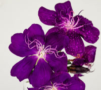 Tobouchina Purple Star (Tibouchina) - Ladybird Nursery