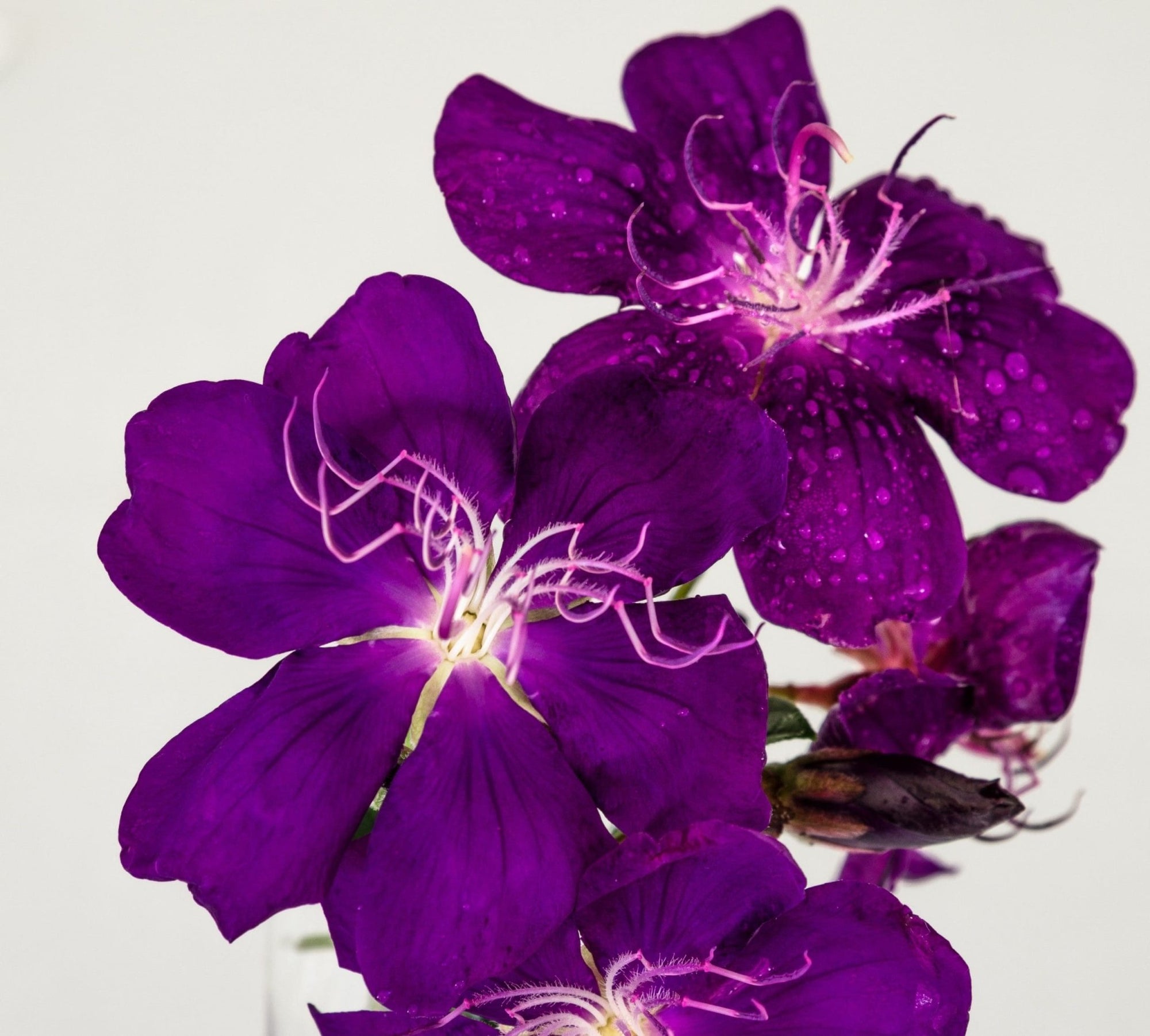 Tobouchina Purple Star (Tibouchina) - Ladybird Nursery