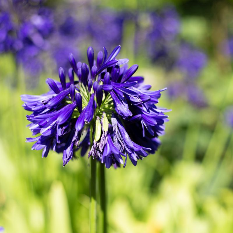 Agapanthus Purple Cloud