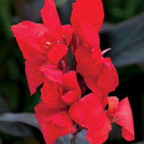 Canna South Pacific Scarlet (Canna)