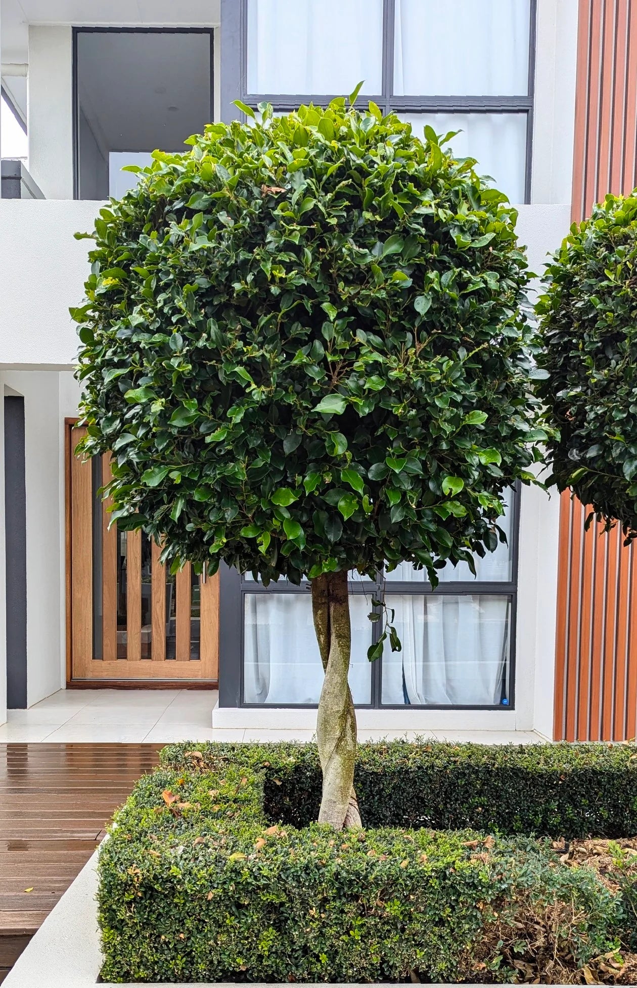Weeping Fig Emerald Green Standards (Ficus benjamina) - Ladybird Nursery