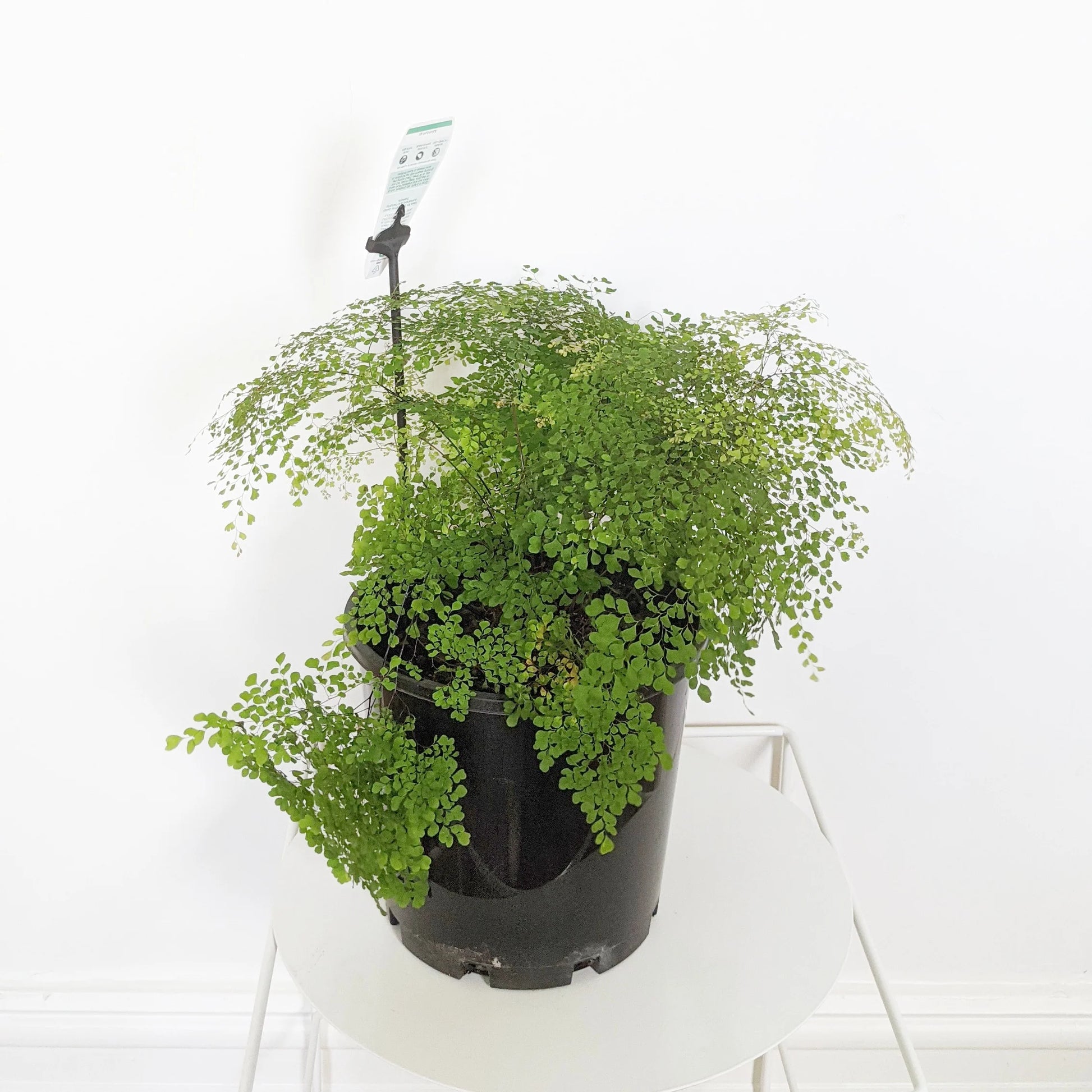 Delta Maidenhair Charlotte Parvifolium (Adiantum raddianum)