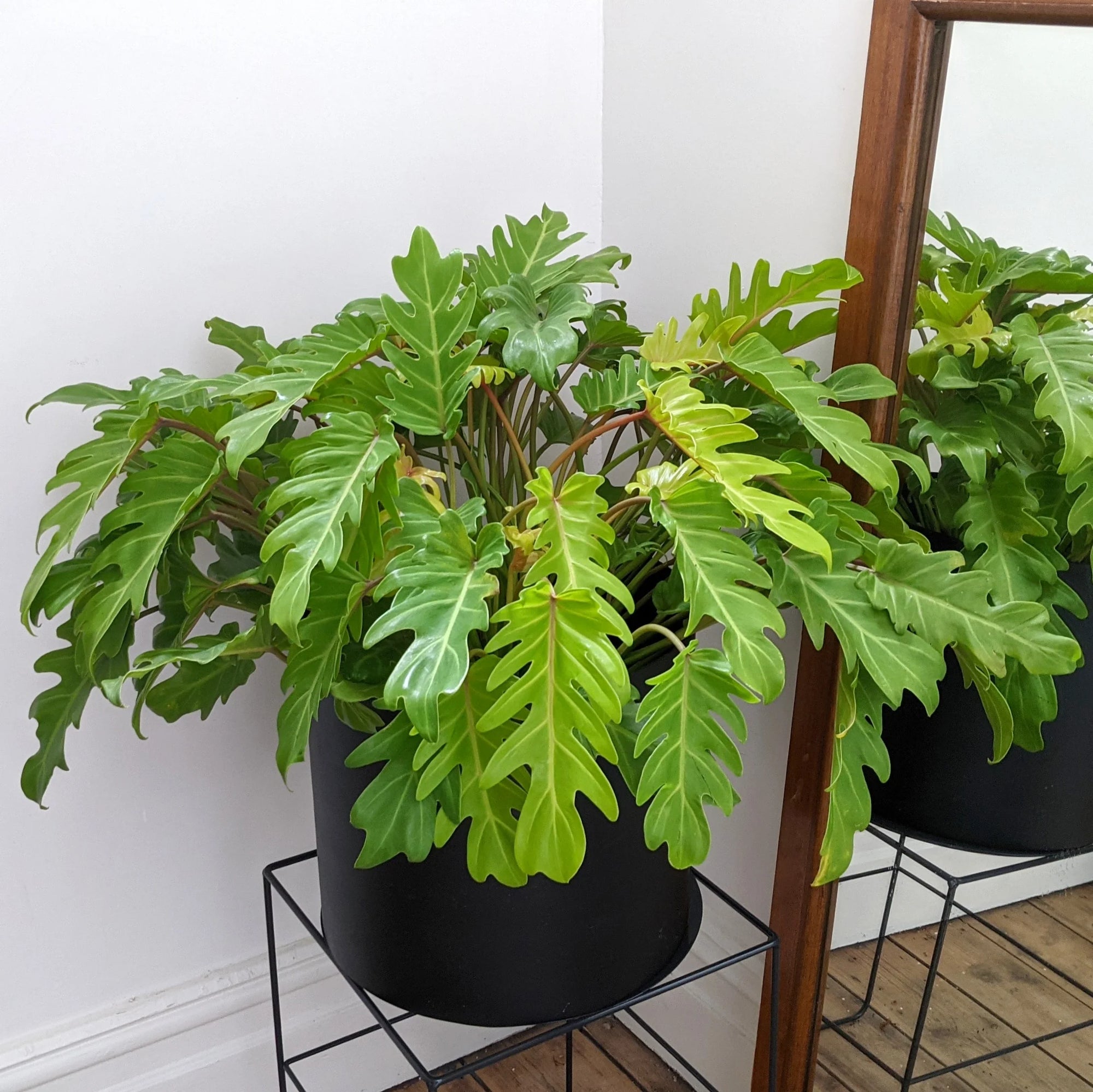 philodendron gold bullion Philodendron Gold Bullion Plant – Buy Now! – Ladybird Nursery