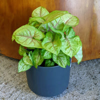 Syngonium Sunshine - Ladybird Nursery