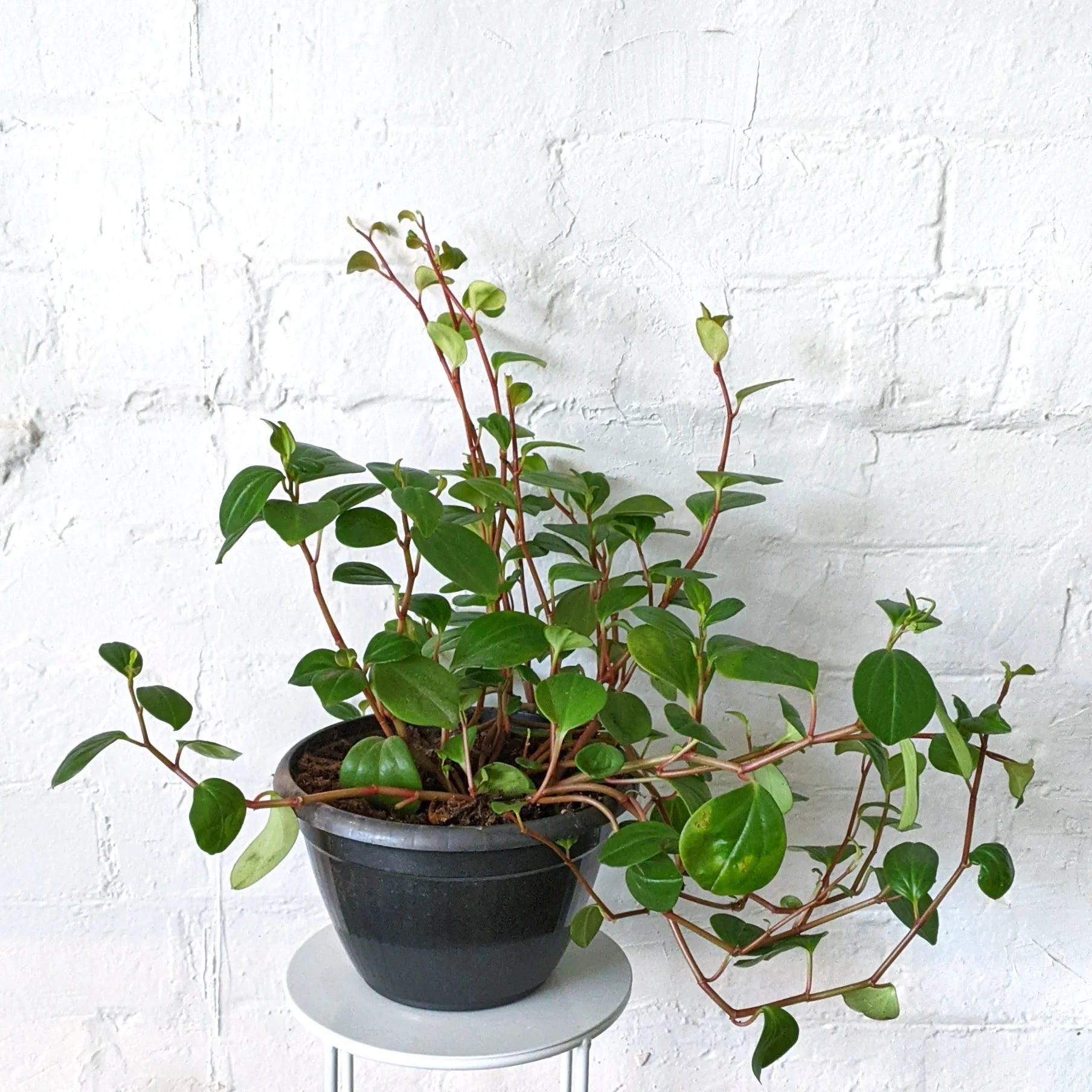 Peperomia Red Stem (Peperomia glabella) - Ladybird Nursery