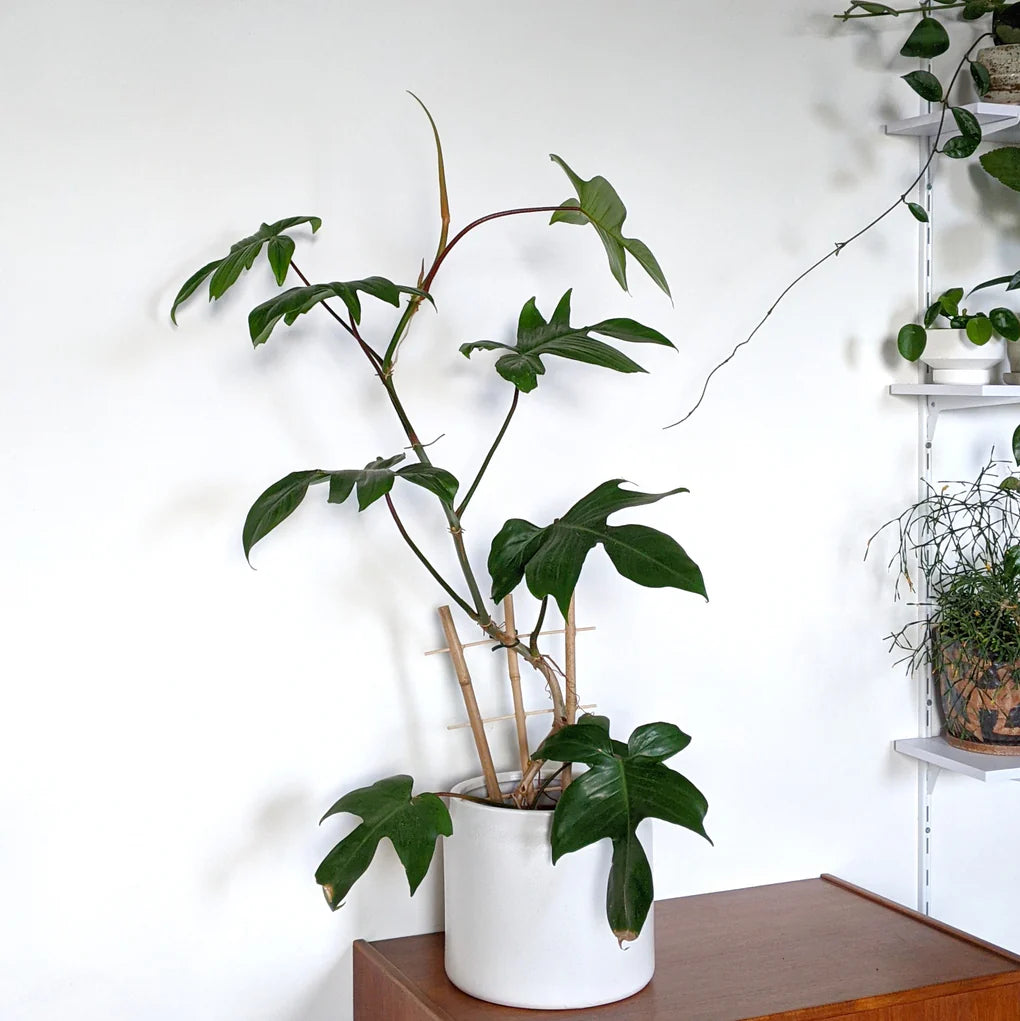 Philodendron Rudolph