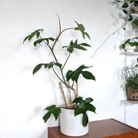 Philodendron Rudolph