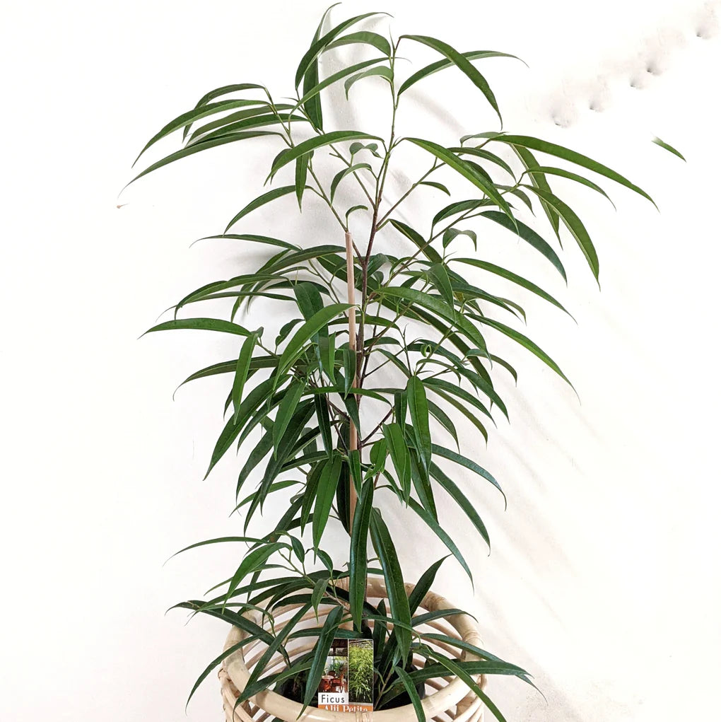 Sabre™ Fig (Ficus)