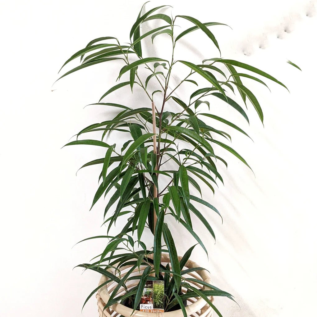 Sabre™ Fig (Ficus) - Ladybird Nursery