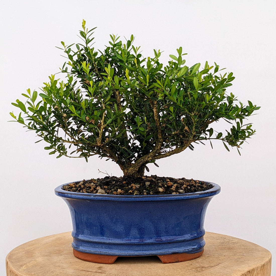 Boxwood Harland Box Bonsai Starter (Buxus harlandii) - Ladybird Nursery