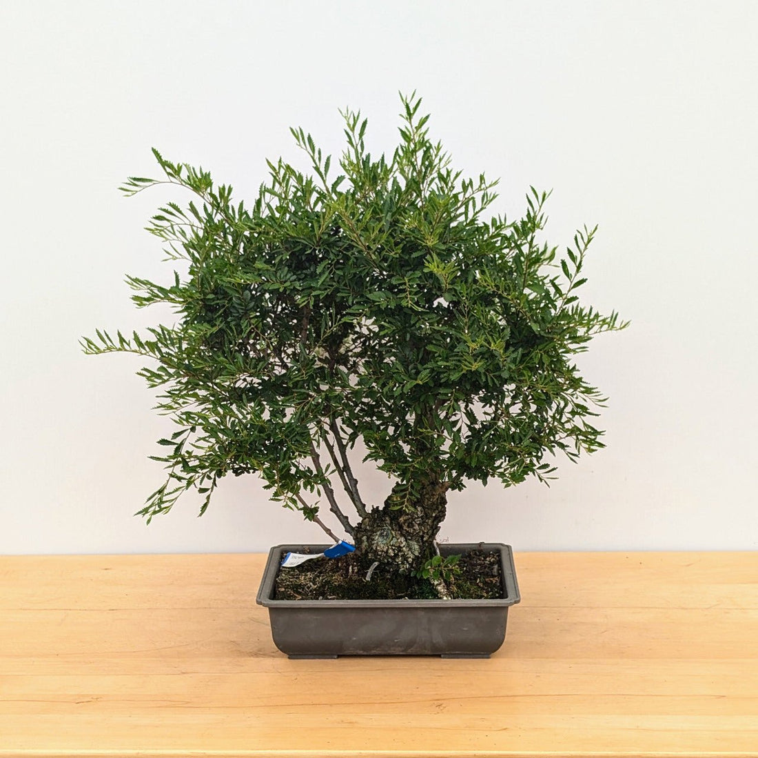 Elm Bonsai Starter Seiju (Ulmus parvifolia) - Ladybird Nursery