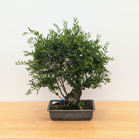 Elm Bonsai Starter Seiju (Ulmus parvifolia)