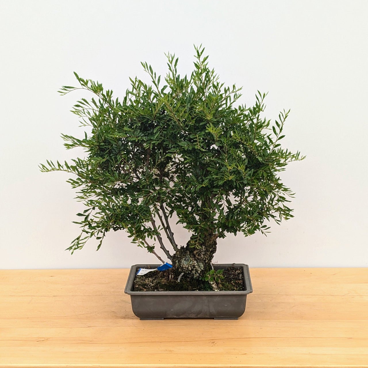 Elm Bonsai Starter Seiju (Ulmus parvifolia) - Ladybird Nursery