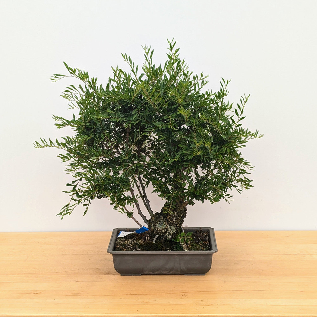 Elm Seiju (Ulmus parvifolia)