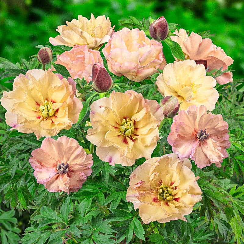 Itoh Peony Canary Brilliants (Paeonia)