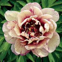 Itoh Peony Luxuriant (Paeonia) - Ladybird Nursery