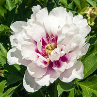 Itoh Peony Cora Louise (Paeonia) - Ladybird Nursery