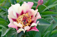 Itoh Peony Court Jester (Paeonia) - Ladybird Nursery