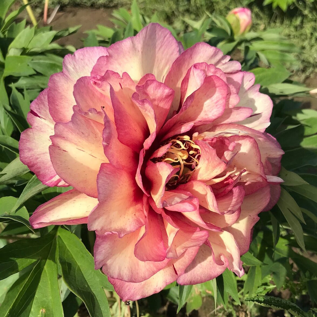 Itoh Peony Hillary (Paeonia) - Ladybird Nursery