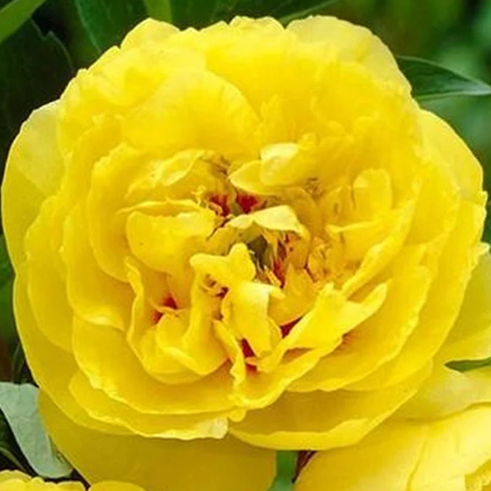 Itoh Peony Yellow Crown (Paeonia) - Ladybird Nursery
