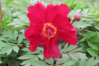 Itoh Peony Scarlet Heaven (Paeonia) - Ladybird Nursery